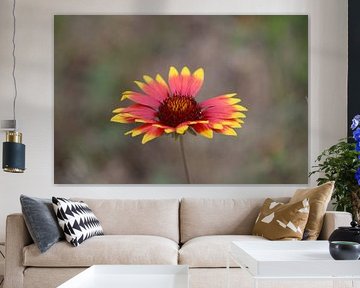 Kokardebloem van PicturedbyMarliss