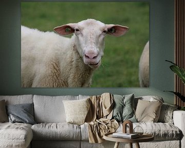 Schaap van PicturedbyMarliss