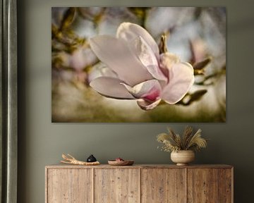 magnolia bloem van Jo Beerens
