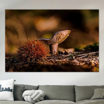 Lamellenpilz im Morgenlicht