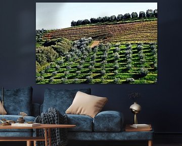 ein Olivenhain und ein Weinberg