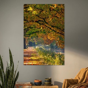 Autumn path along the water - Sunlight through coloured leaves