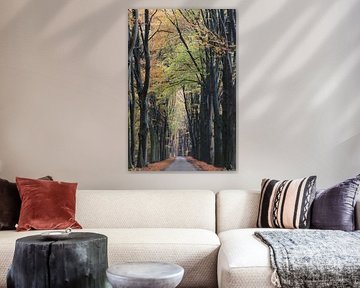 Road through the autumn forest by Tessa in Focus