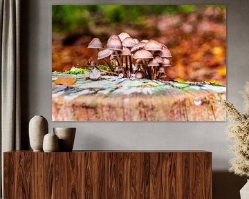 Champignons sur une souche d'arbre sur Jurjen Jan Snikkenburg
