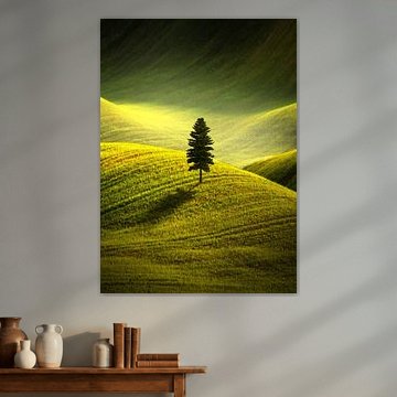 Murmures de la forêt ancienne