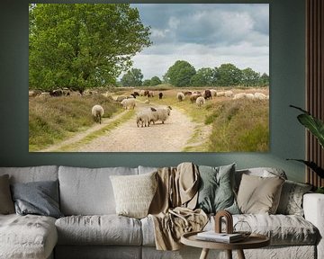 A herd of Drentse Heide sheep on Balloërveld by Henk van den Brink