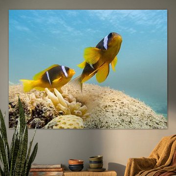 Anemonefish | Mer Rouge