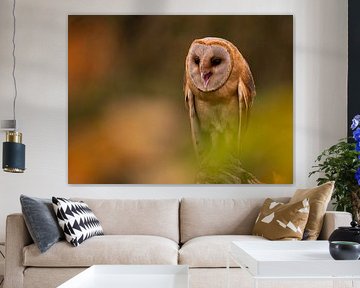The barn owl by Willemijn Wolthaus