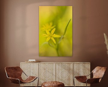 Gele bloemen van Douwe Schut