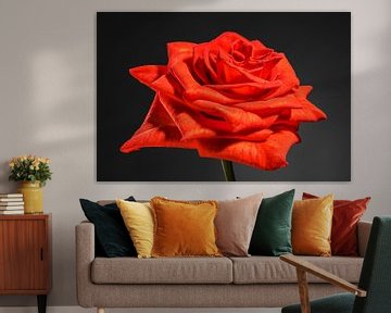 Oranje, rode roos van Nicole Jagerman