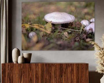 Lumière, feuille, beige - Des photos d'automne qui créent une atmosphère sur Rominique Kea