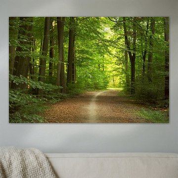 Im Wald dem Licht entgegen