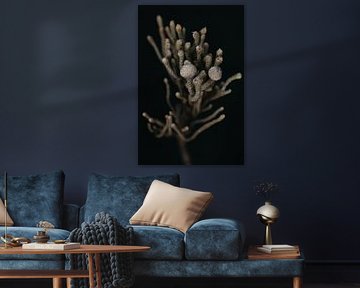 Medusa van Karin Bakker Fotografie