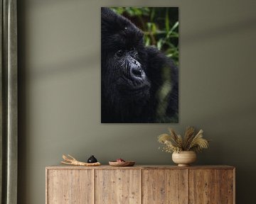 In the heart of the jungle - Uganda's gorillas