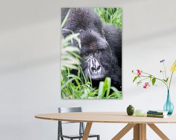 Family ties in green - The life of the mountain gorilla by Rick Massar