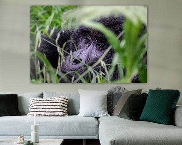The gaze of a gorilla - Respect and wonder in Mgahinga by Rick Massar