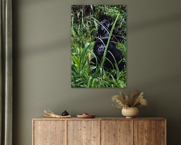 Eye contact in the jungle - The magic of Mgahinga by Rick Massar