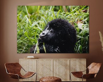 Guardians of the mountains - Mountain gorillas in their natural wealth by Rick Massar