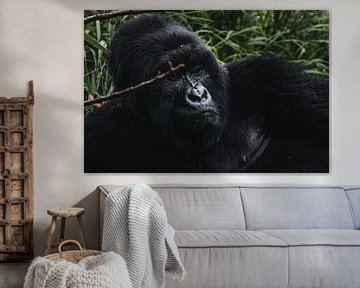 Gorillas of Mgahinga - Face to face with the giants of the forest by Rick Massar