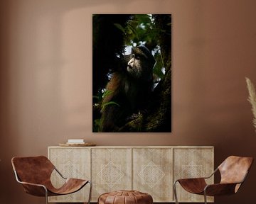 Golden Monkeys of Mgahinga - Gold among greenery by Rick Massar