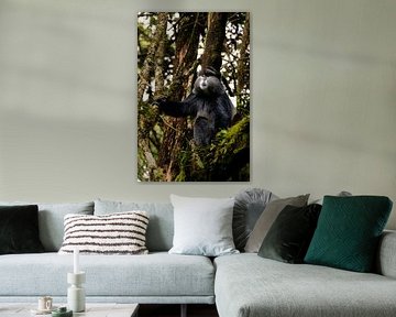 Golden Monkeys of Mgahinga - Gold among greenery by Rick Massar