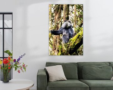 The golden treasures of the forest - Mgahinga's monkey paradise by Rick Massar