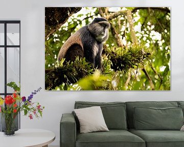 The smile of the forest - Meeting the golden monkey by Rick Massar