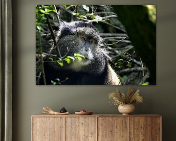 Mgahinga's hidden gems - The rare golden monkeys by Rick Massar