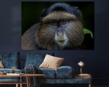 Between sunlight and leaves - The enchantment of the golden monkey by Rick Massar