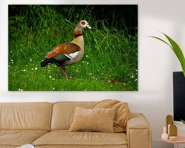The Nile Goose
