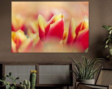 Schöne rote gelbe Tulpe von WeVaFotografie