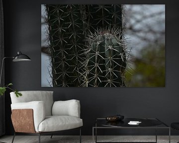 Cactus 1