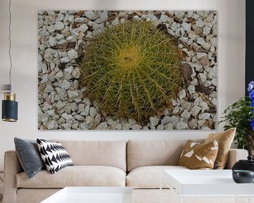 Cactus 2