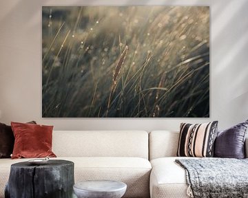 Blade of grass in the morning light by Fabiroams