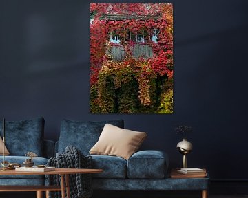 Window in autumn 1.0 with wild wine