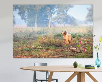 Heideschaap op Balloërveld in Drenthe by Henk van den Brink