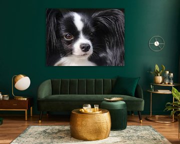 Chien papillon