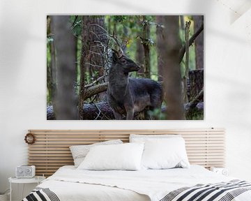 Between shadow and light: the fallow deer buck by Wendy Hilberath