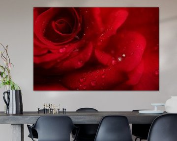 Rose rouge avec des gouttelettes sur LHJB Photography