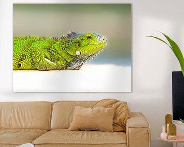 Jeune iguane vert sur nederland_natuur