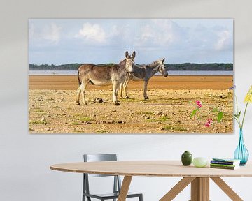 Bonaire's donkeys