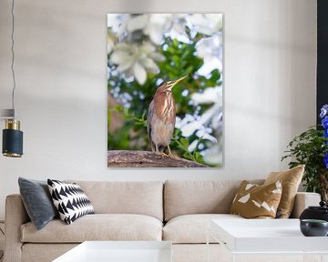 Green heron