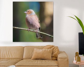 Common chaffinch