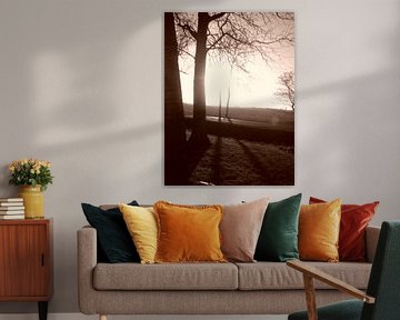 Trees