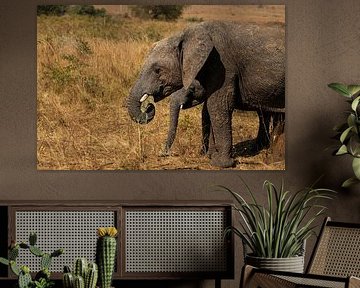Under the African sun - The power of Kidepo's elephants by Rick Massar