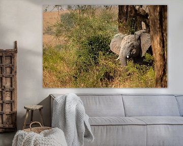 Between dust and grass - Uganda's gentle giants by Rick Massar