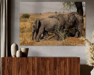 The breath of the earth - Elephants in Kidepo Valley by Rick Massar