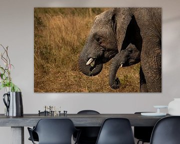 Guardians of the savannah - Kidepo's elephant families
