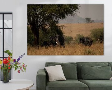 Timeless rhythm - Elephants on the plains of Uganda