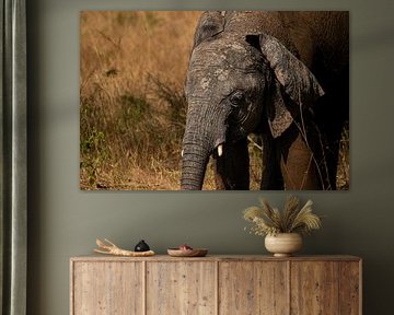 The soul of the savannah - Elephants in their natural wealth